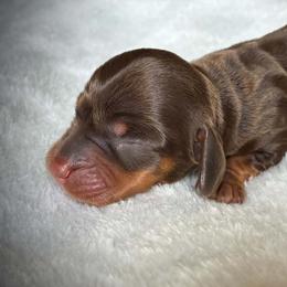 Bottega - Chocolate and tan male Dachshund puppy in Harrison, Arkansas from Dachshunds on the Hill