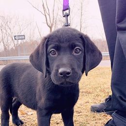 Labrador Retriever Puppies from Ridgeline Retrievers