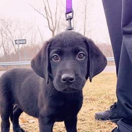 Labrador Retriever Puppies from Ridgeline Retrievers