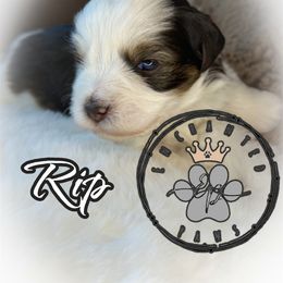 Rip - Parti male Miniature Schnauzer puppy in Dorr, Michigan from Enchanted Paws