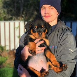 Rottweilers from The C & G Rottweiler Family