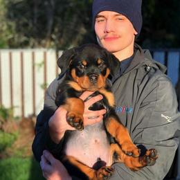 Rottweilers from The C & G Rottweiler Family