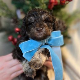 Cocoa - Brown male Schnoodle puppy in Fredericksburg, Virginia from Growing Puppies