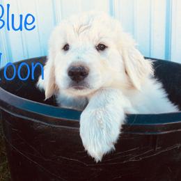 Aussiedoodle, Colorado Mountain Dog, and Corgipoo Puppies from Stone Table Ranch/STR Just Doodle It