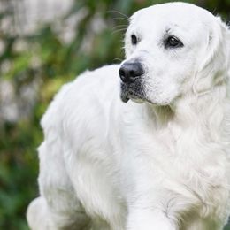 Lara - Golden Retriever