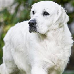 Lara - Golden Retriever