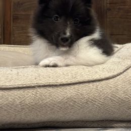 Shetland Sheepdog Puppies from SquiresShelties