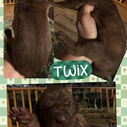 Twix - Brindle female Great Dane puppy in Wellsville, New York from Prophecy Danes