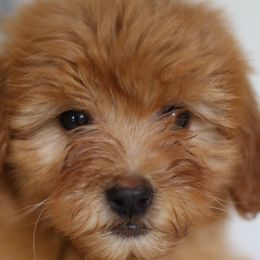 Goldendoodles from Derek & Alexia Martin puppies