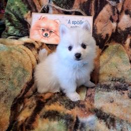 BEAR,BEAR Boy 3 - White male Pomeranian puppy in Lore City, Ohio from Tonia's Pomeranians