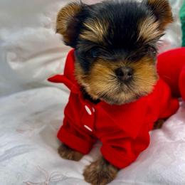Teddy - Black and gold male Yorkshire Terrier puppy in Seattle, Washington from 🎀 Yorkies Boutique Babydolls 🎀