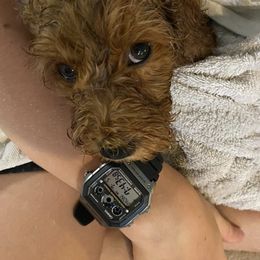 Cockapoo Puppies from Chesapeake Cockapoos
