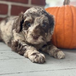 Oreo - male Assorted Doodle Crosses puppy in Denver, Pennsylvania from Redcay's Mini Bernedoodles