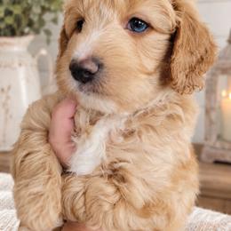 Mason - Apricot male Aussiedoodle puppy in Byron, Georgia from Southern Olive Doodles 🫒