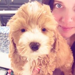 Cooper - Red and white male Cockapoo puppy in Denver, Pennsylvania from Greenview Puppies
