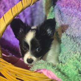 Levi - White black and tan male Papillon puppy in Myakka City, Florida from LaRae's Papillons