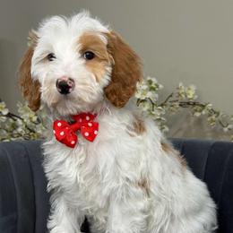 Violet - Parti female Goldendoodle puppy in Yuciapa, California from AlltheDoodlez_