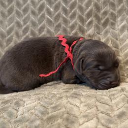 Red collar - Chocolate male Labrador Retriever puppy in Gilbert, South Carolina from Crout Kennels