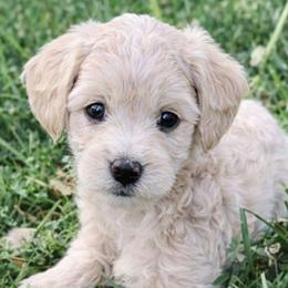 Dakota - Apricot female Goldendoodle puppy in Hendersonville, Tennessee from Ben's Best Buddy Goldendoodles