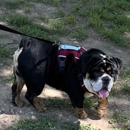 Roscoe - Bulldog
