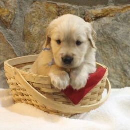 Golden Retriever Puppies from Double Down Retrievers