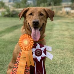 Cortana - Labrador Retriever