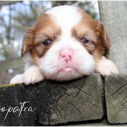 Cleopatra - female Shih Tzu puppy in Warren, Michigan from Danielle's Yorkie Babies