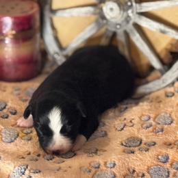 Phoenix - Black & white male Miniature Australian Shepherd puppy in California from Eagle River Aussies