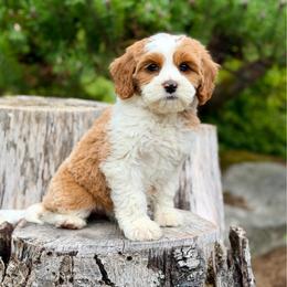 Cinderella (Teal Collar) - Red female Bernedoodle puppy in Stanwood, Washington from Butter Cup Pups and Paws