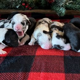 Australian Shepherds from Cross My Heart Aussies