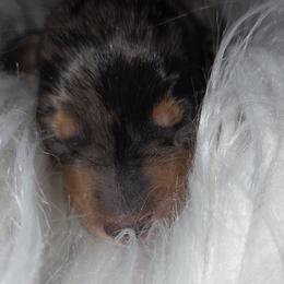 Boy 1 - Dapple male Dachshund puppy in Saint Agatha, Maine from Spruce Valley Miniature Dachshunds & Boston Terriers