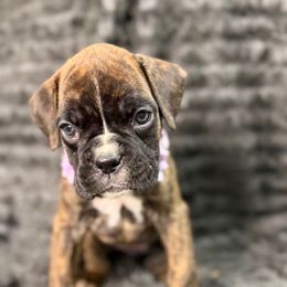 Coco - Brindle female Boxer puppy in Russellville, Missouri from Soaring Royalty Canines LLC