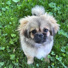 Glo Worm - Sable female Tibetan Spaniel puppy in Atlanta, Georgia from Graymatter