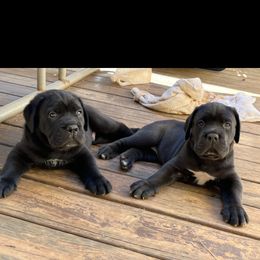 Cane Corso Puppies from Palazzo Cane Corso