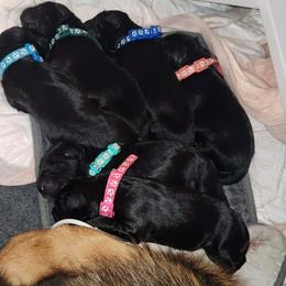 German Shepherd Puppies from Von WestLynn German Shepherds