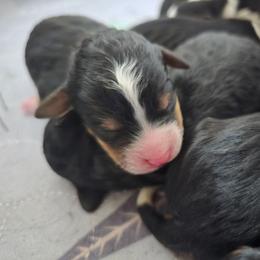 Boy 1 - Tri-color male Bernedoodle puppy in Galt, Missouri from Only Doodles!
