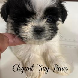 Brittany - Beige female Mi-Ki puppy in Middleburg, Florida from Elegant Tiny Paws
