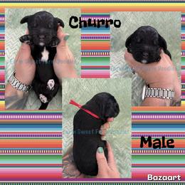 Churro - Tri-color male Bernedoodle puppy in Godwin, North Carolina from Farm Sweet Farm Doodles