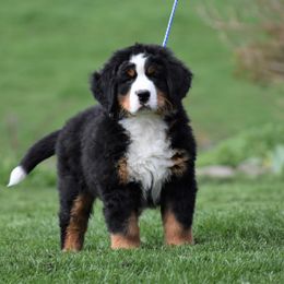 Bernese Mountain Dog Puppies from Brookwood Bernese Mountain Dogs