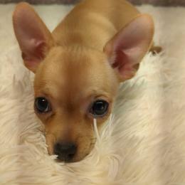 Cecelia - Fawn female Chihuahua puppy in Topeka, Kansas from Barbie's Baby Chihuahuas