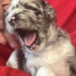 Fizz - Blue merle and white female Sheepadoodle puppy in Buford, Georgia from Guppy Puppies