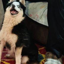Crazy Cat - Pomsky