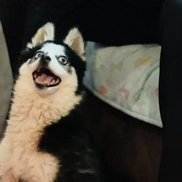 Crazy Cat - Pomsky