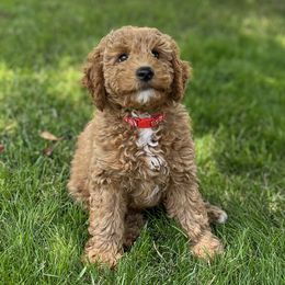 Girl 3 - Phantom Goldendoodle puppy in Rancho Cucamonga, California from Rylaarsdam Doodles