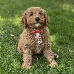 Girl 3 - Phantom Goldendoodle puppy in Rancho Cucamonga, California from Rylaarsdam Doodles