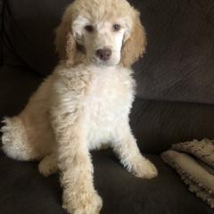 Saint Berdoodle, Poodle, Labradoodle, and Goldendoodle Puppies from Dent’s Doodles