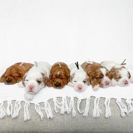 Cavapoo puppies from Wonderful World Doodles