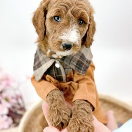 Goldendoodle Puppies from Beloved_doodles_WA