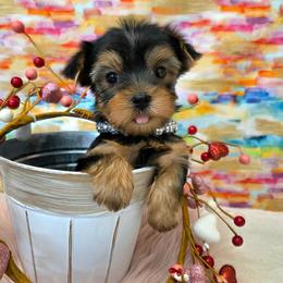 Rosie - Blue and gold female Yorkshire Terrier puppy in Monticello, Iowa from Ashley’s Puppies