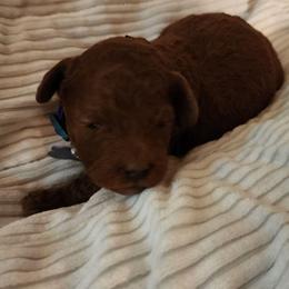Purple collar Girl - Red  female Goldendoodle puppy in Los Molinos Ca, California from Sunshine Sanctuary Doodles